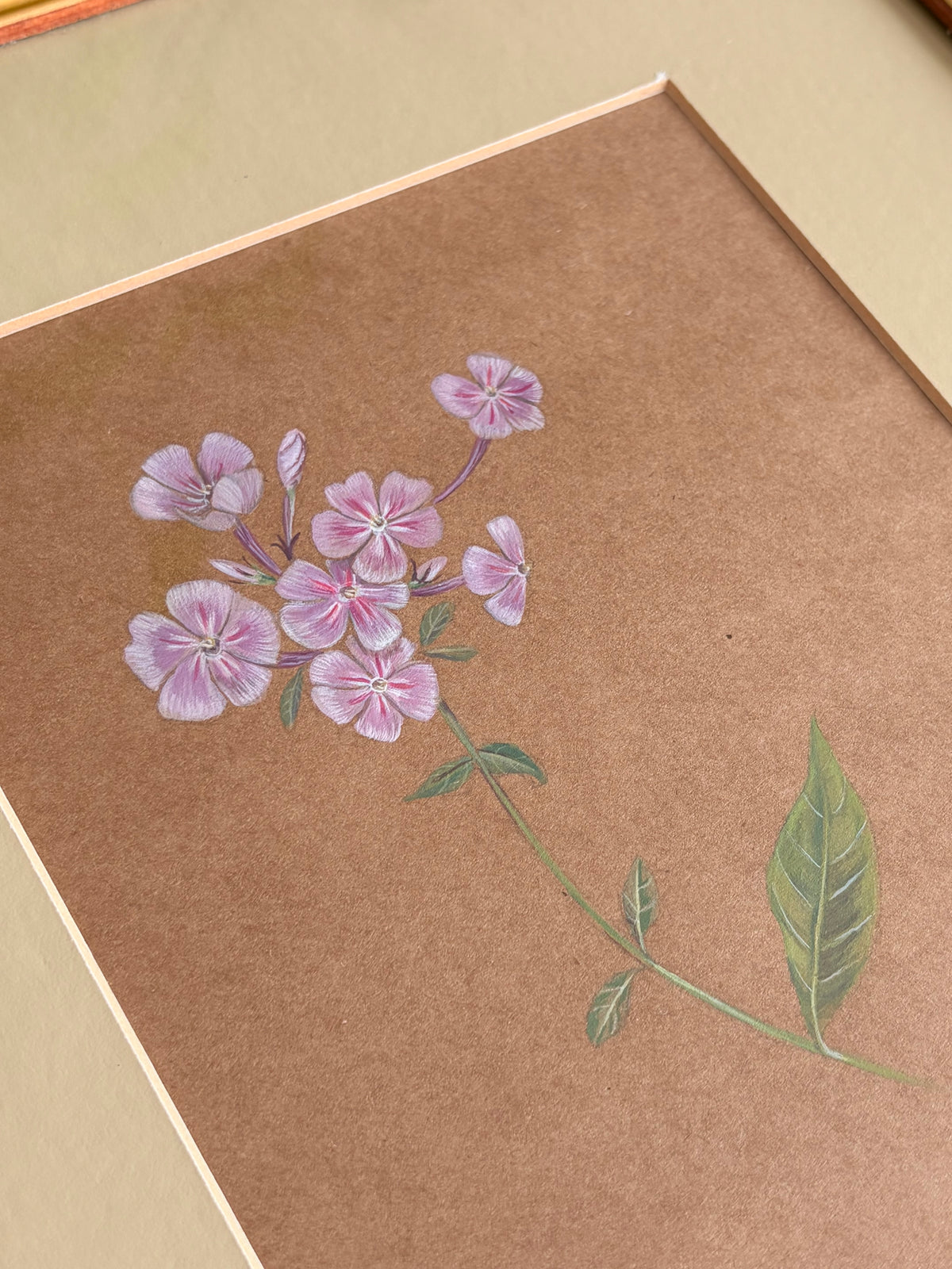 Framed Original Painting: ‘Paniculata’ Phlox