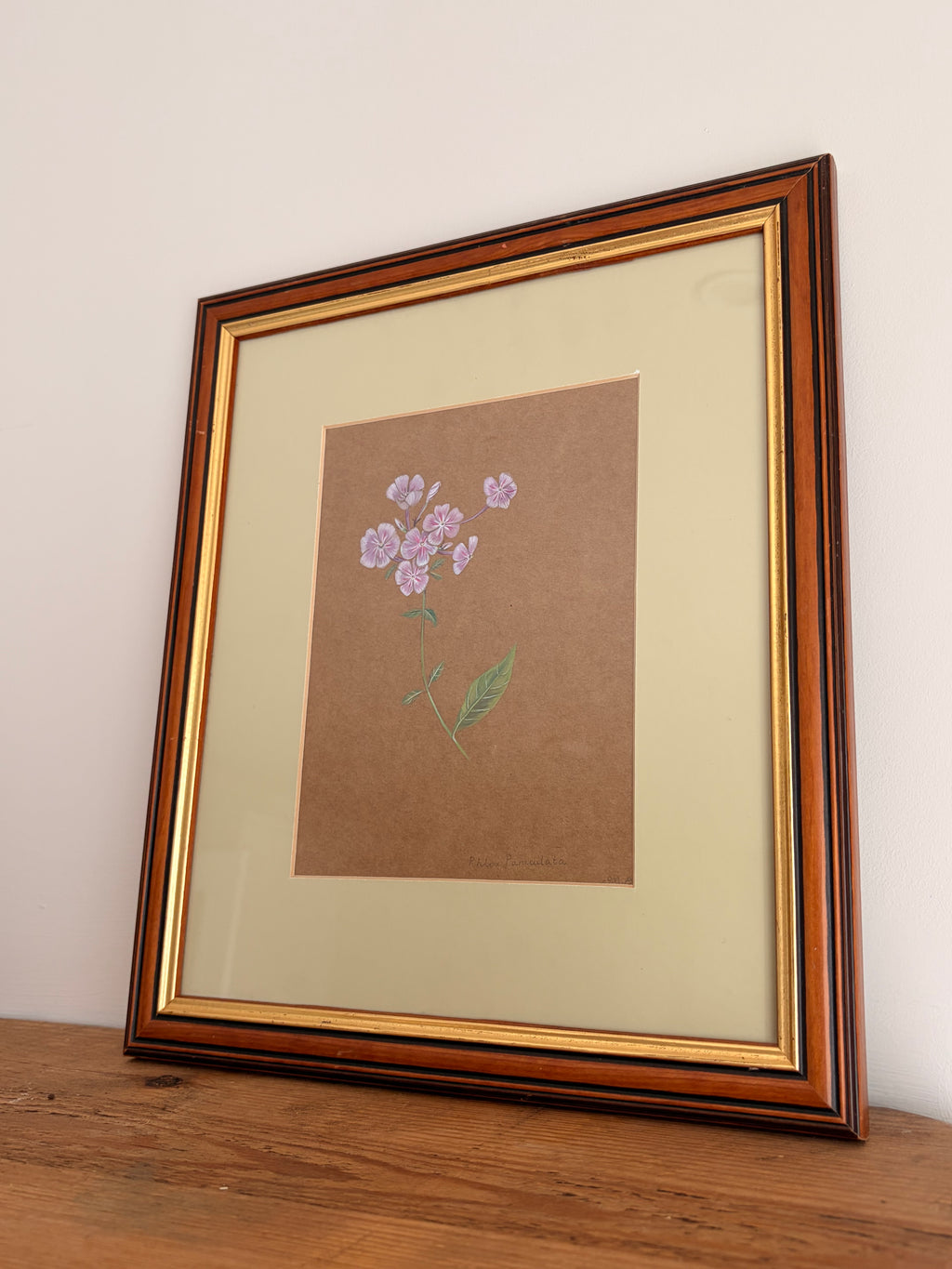 Framed Original Painting: ‘Paniculata’ Phlox