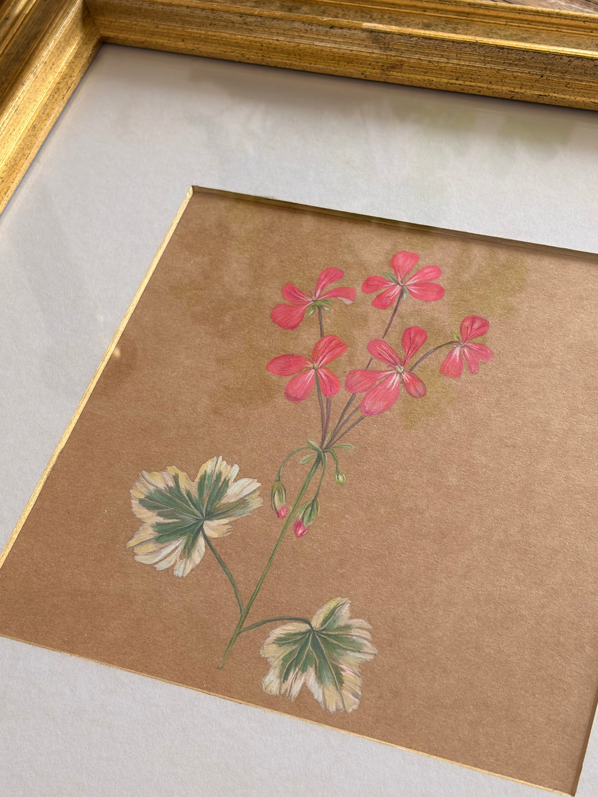 Framed Original Painting: ‘Frank Headley’ Geranium