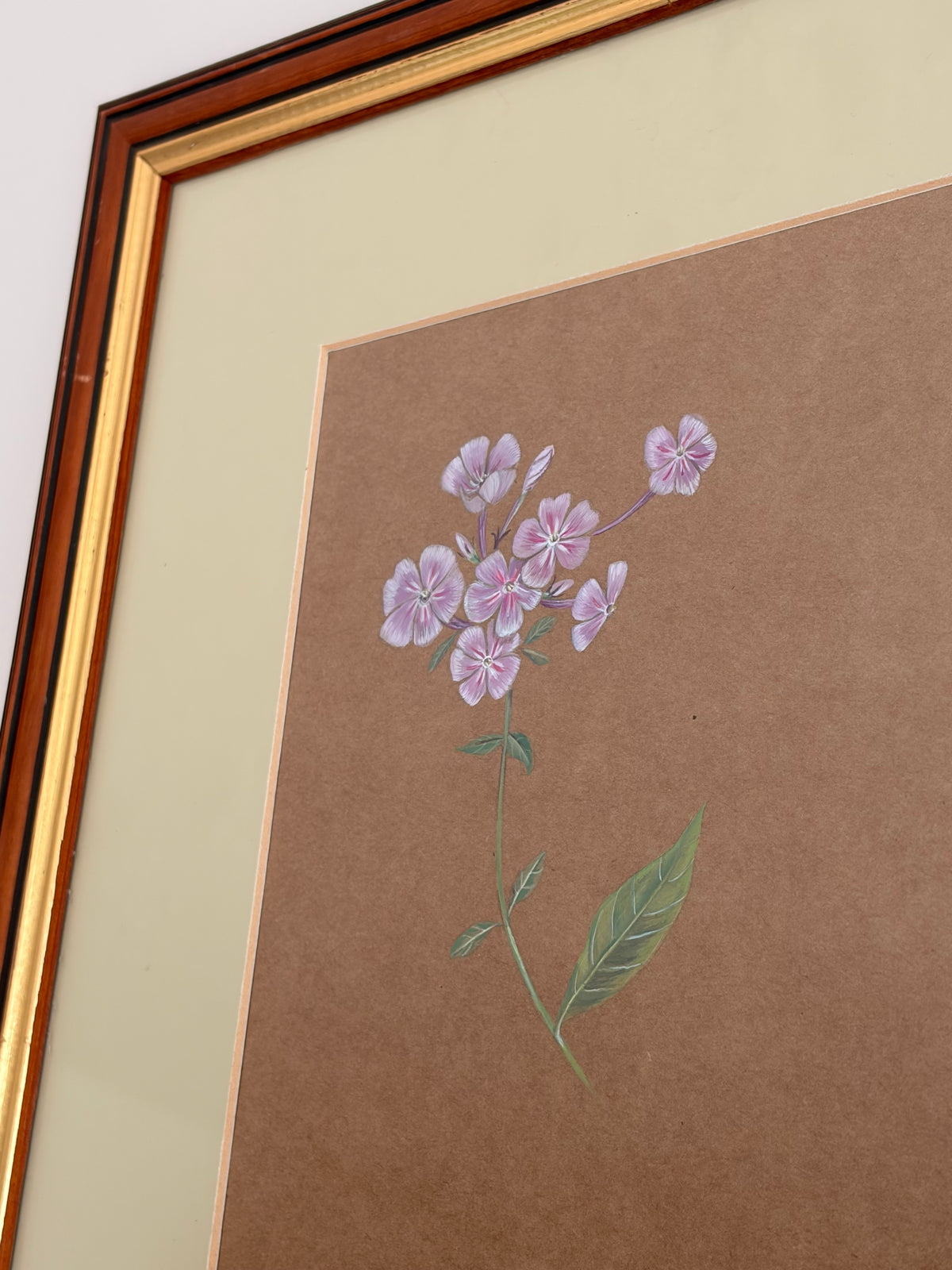 Framed Original Painting: ‘Paniculata’ Phlox