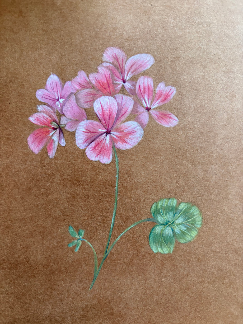 Framed Original Painting: ‘Horizon Apple Blossom’ Geranium