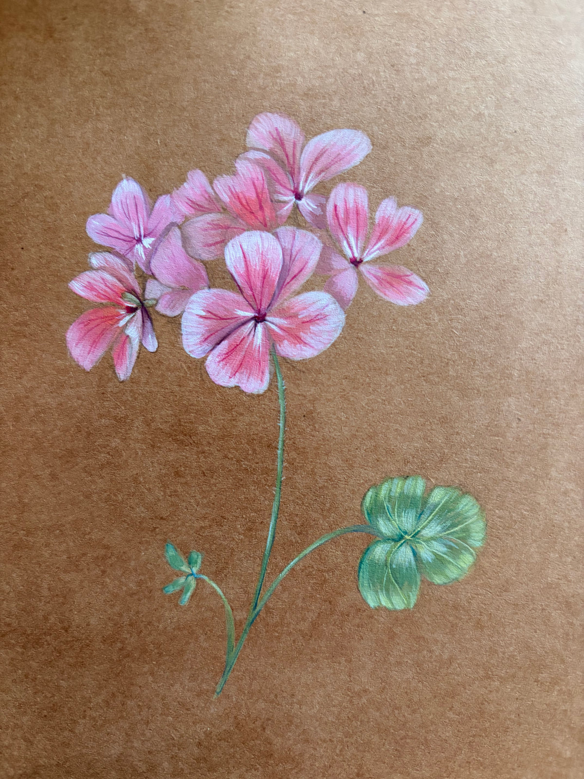 Framed Original Painting: ‘Horizon Apple Blossom’ Geranium