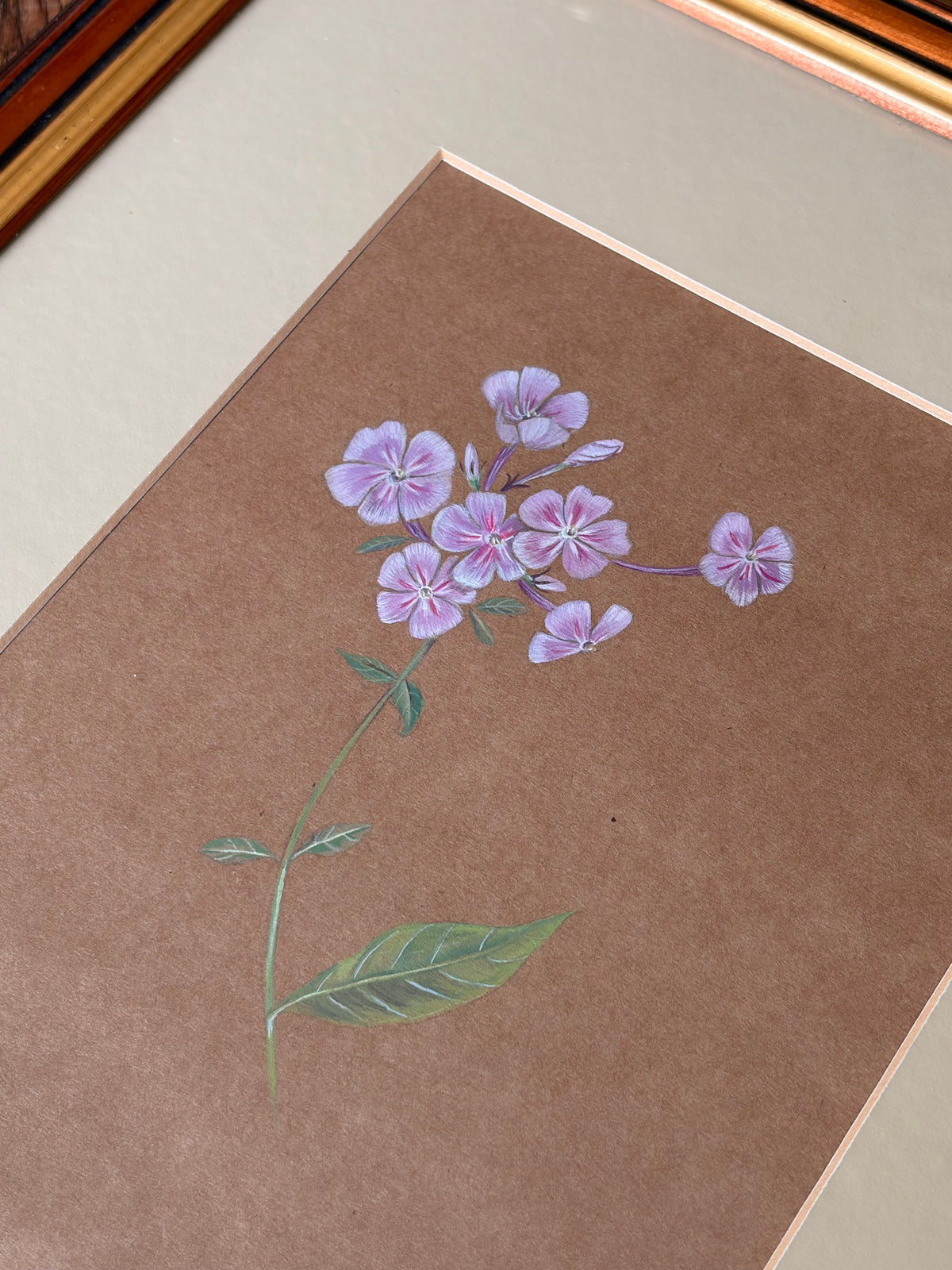 Framed Original Painting: ‘Paniculata’ Phlox