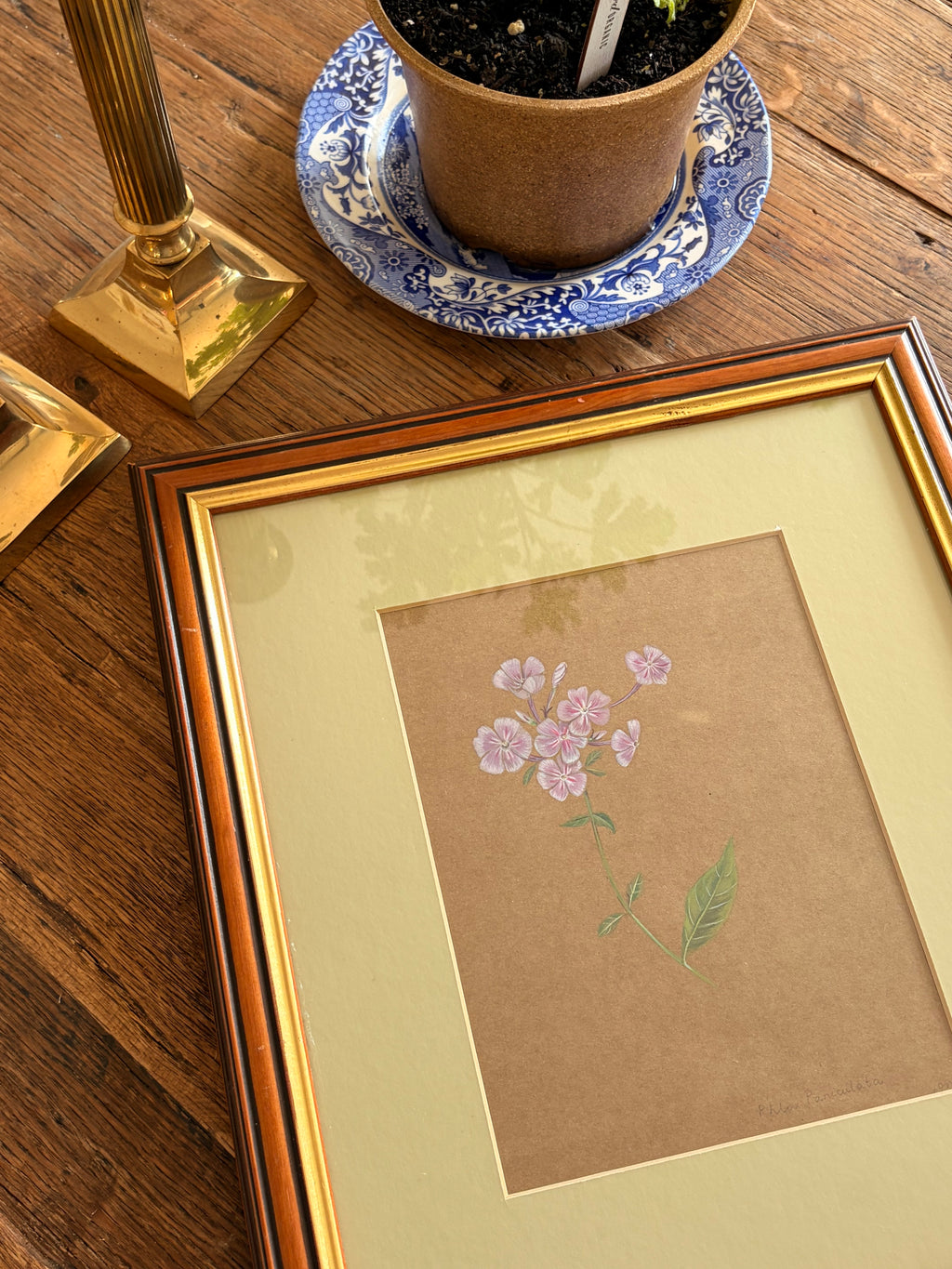 Framed Original Painting: ‘Paniculata’ Phlox