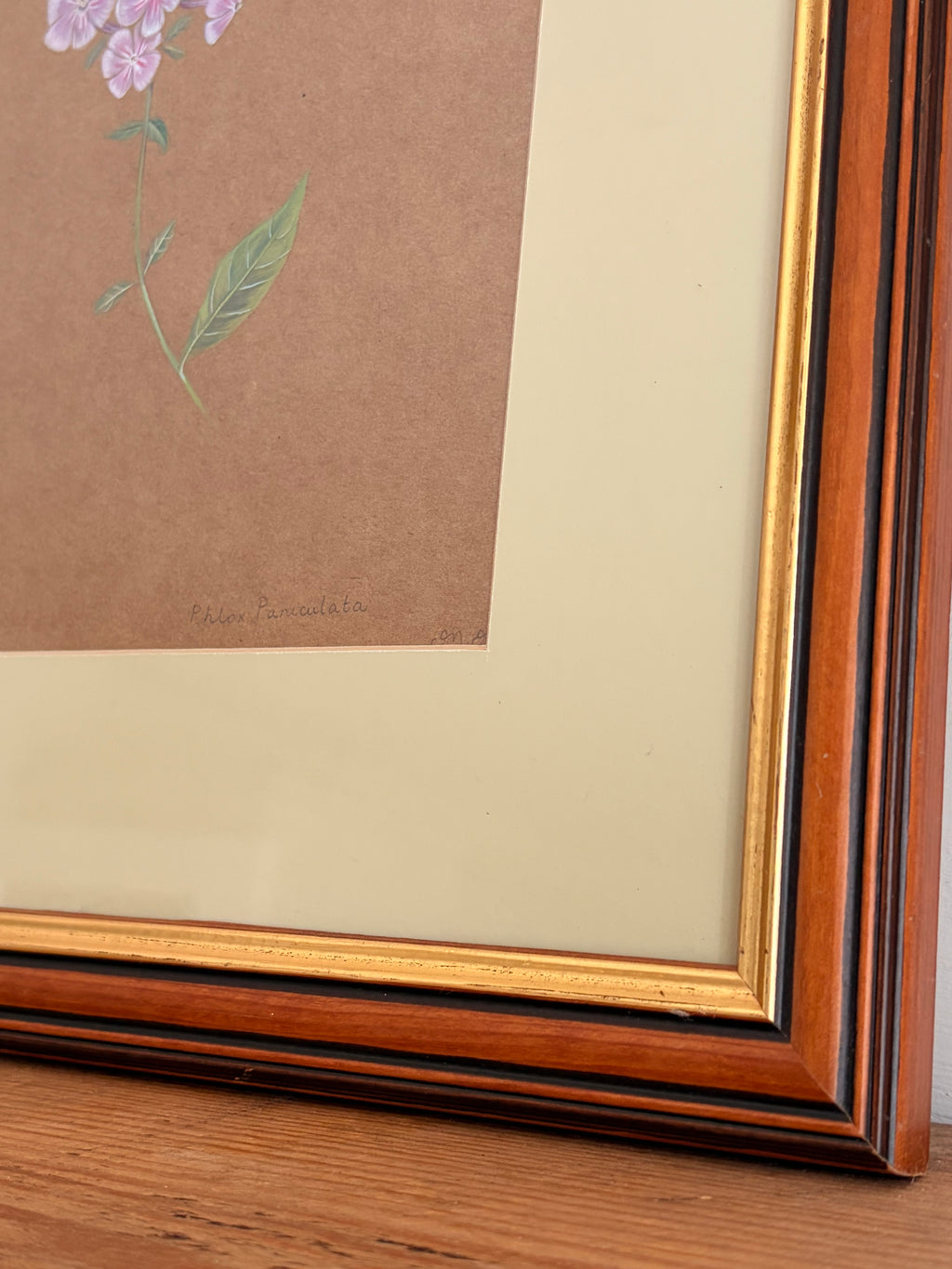 Framed Original Painting: ‘Paniculata’ Phlox