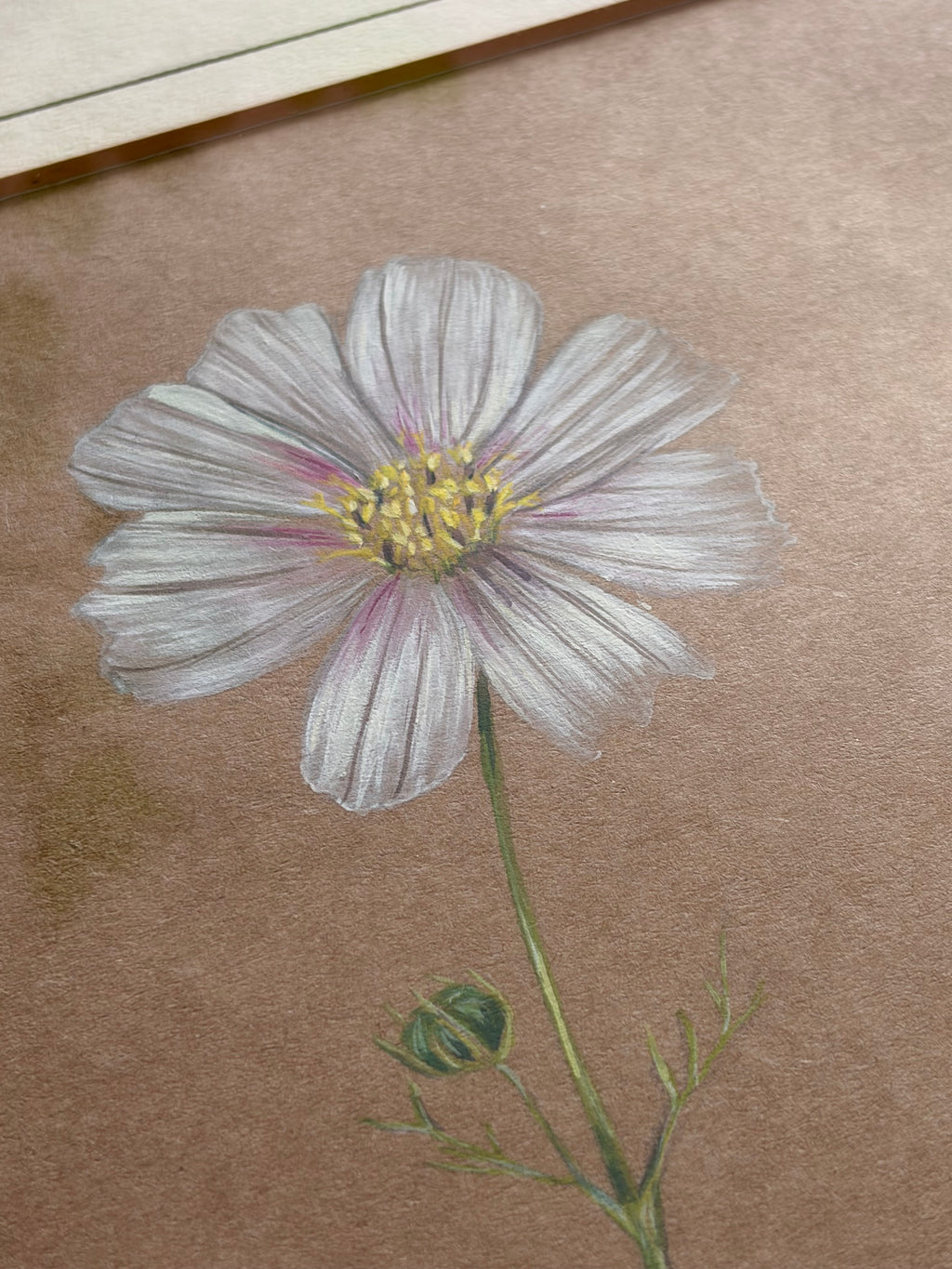 Framed Original Painting: ‘Versailles Blush’ Cosmos